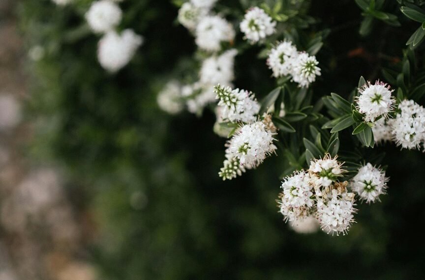 horticultural expertise of alysia vasey