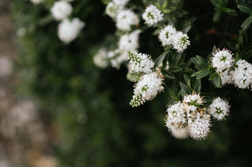 horticultural expertise of alysia vasey