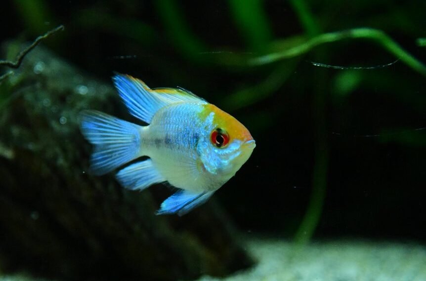 creative names for fish