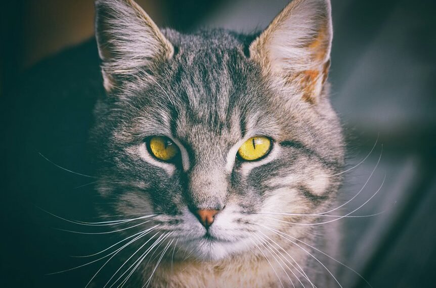 creative names for wolves