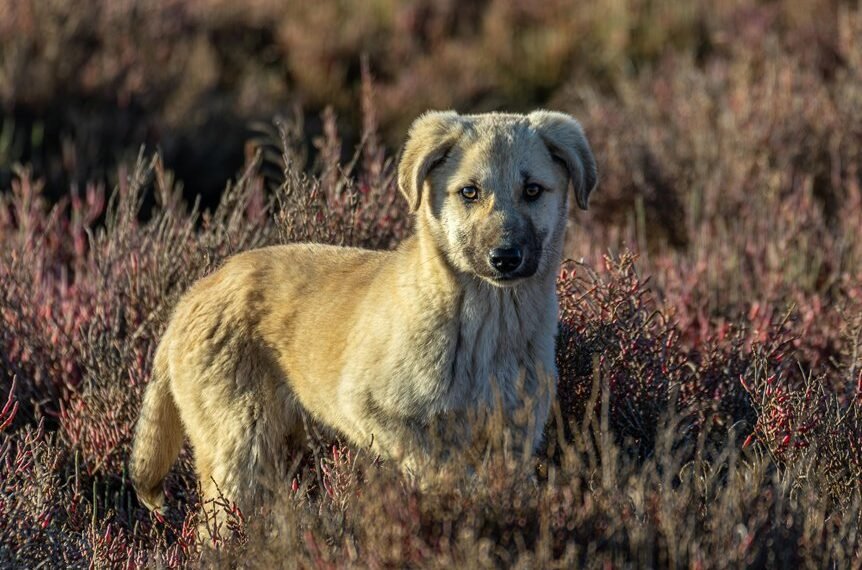 female turkey pet names