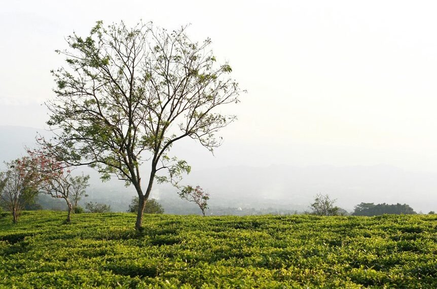 budnexia softnibbles healoria growzen