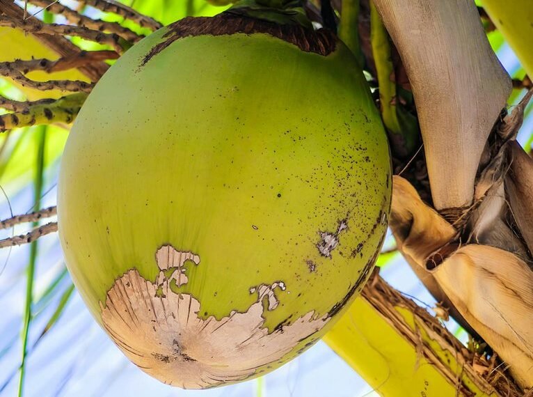 fruityloops healborn sunexa naturyne