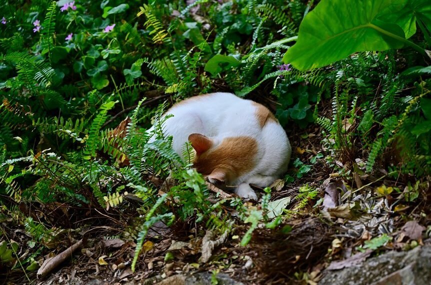 herbvia sleep pastilles soothing