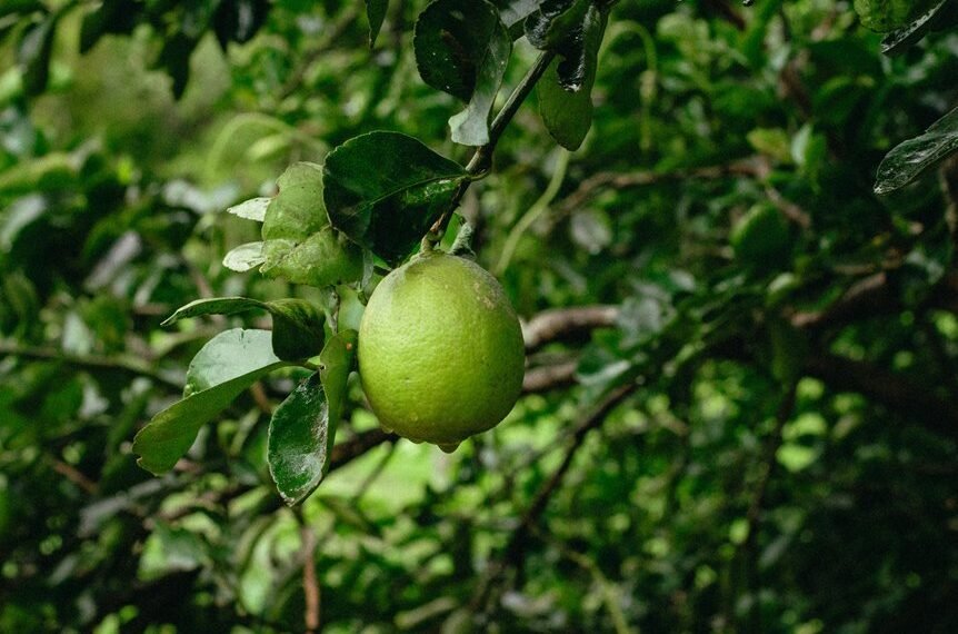 plant based immune support guide